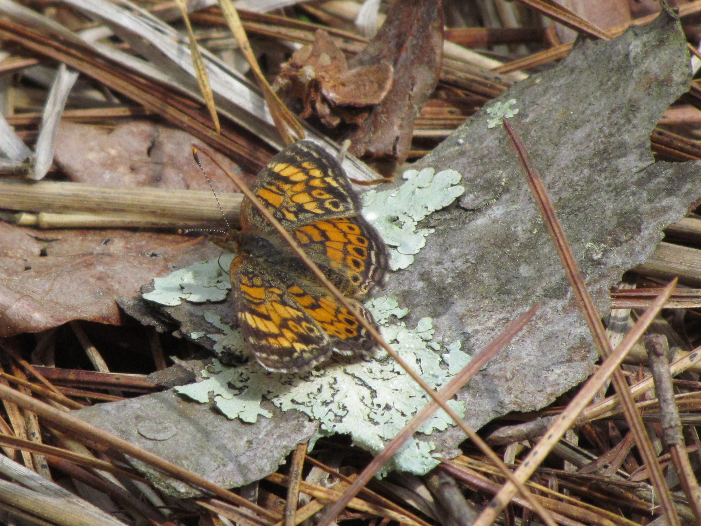 A top-down view photograph of a small orange and black-spotted butterfly with its wings flattened against a piece of bark on the ground. 